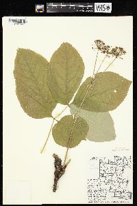 Aralia nudicaulis image