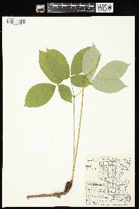 Aralia nudicaulis image