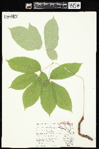 Aralia nudicaulis image