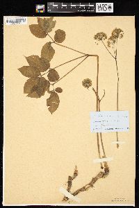 Aralia nudicaulis image