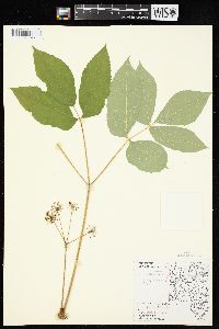 Aralia nudicaulis image