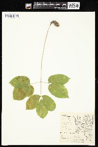 Aralia nudicaulis image