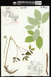 Aralia nudicaulis image