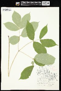 Aralia nudicaulis image