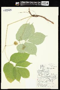 Aralia nudicaulis image