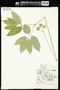 Aralia nudicaulis image