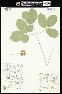 Aralia nudicaulis image