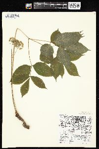 Aralia nudicaulis image