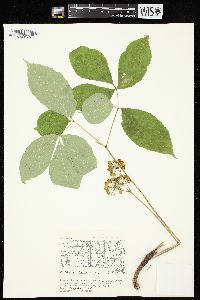 Aralia nudicaulis image