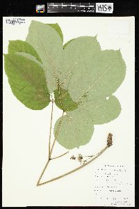 Aralia nudicaulis image