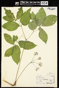 Aralia nudicaulis image