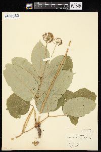 Aralia nudicaulis image