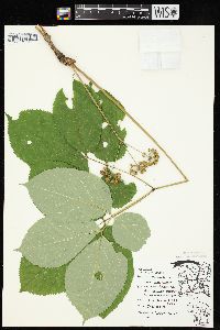 Aralia nudicaulis image