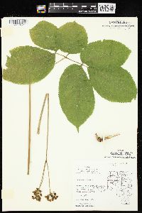 Aralia nudicaulis image