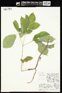 Aralia nudicaulis image