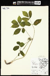 Aralia nudicaulis image