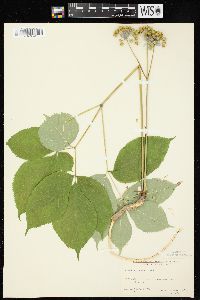 Aralia nudicaulis image