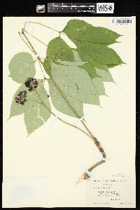 Aralia nudicaulis image