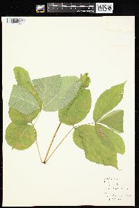 Aralia nudicaulis image