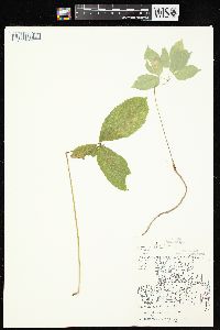 Aralia nudicaulis image