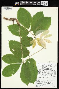 Aralia nudicaulis image