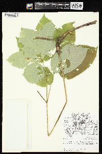 Aralia nudicaulis image