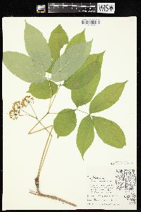 Aralia nudicaulis image