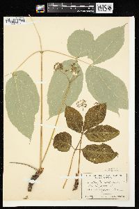 Aralia nudicaulis image