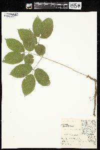 Aralia nudicaulis image