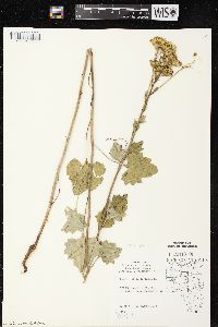 Arnoglossum atriplicifolium image