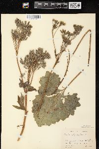 Arnoglossum atriplicifolium image