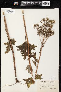 Arnoglossum atriplicifolium image