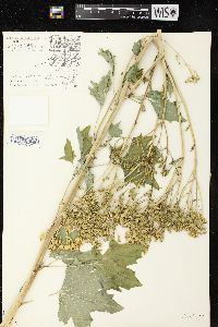 Arnoglossum atriplicifolium image