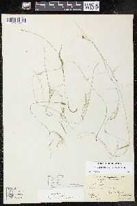 Potamogeton confervoides image