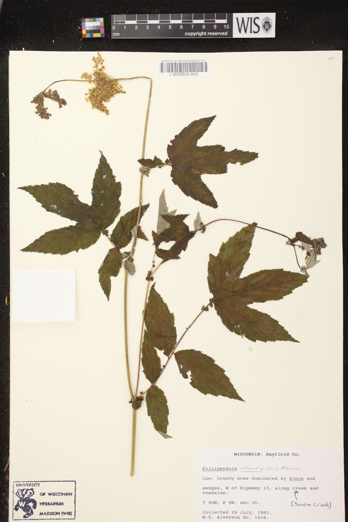 Filipendula ulmaria subsp. ulmaria image