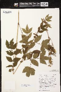 Filipendula ulmaria image