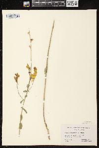 Linaria dalmatica image