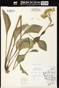 Arnoglossum plantagineum image