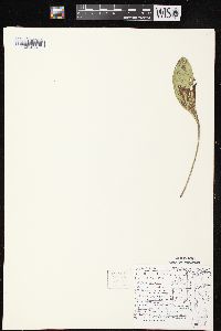 Arnoglossum plantagineum image