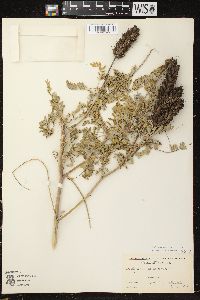 Astragalus canadensis image