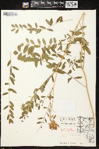 Astragalus canadensis image