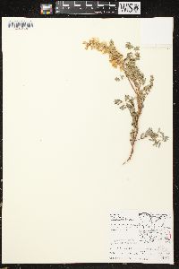 Astragalus canadensis image