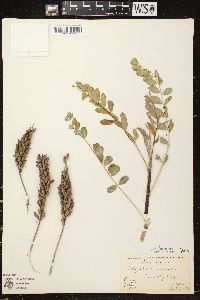 Astragalus canadensis var. canadensis image