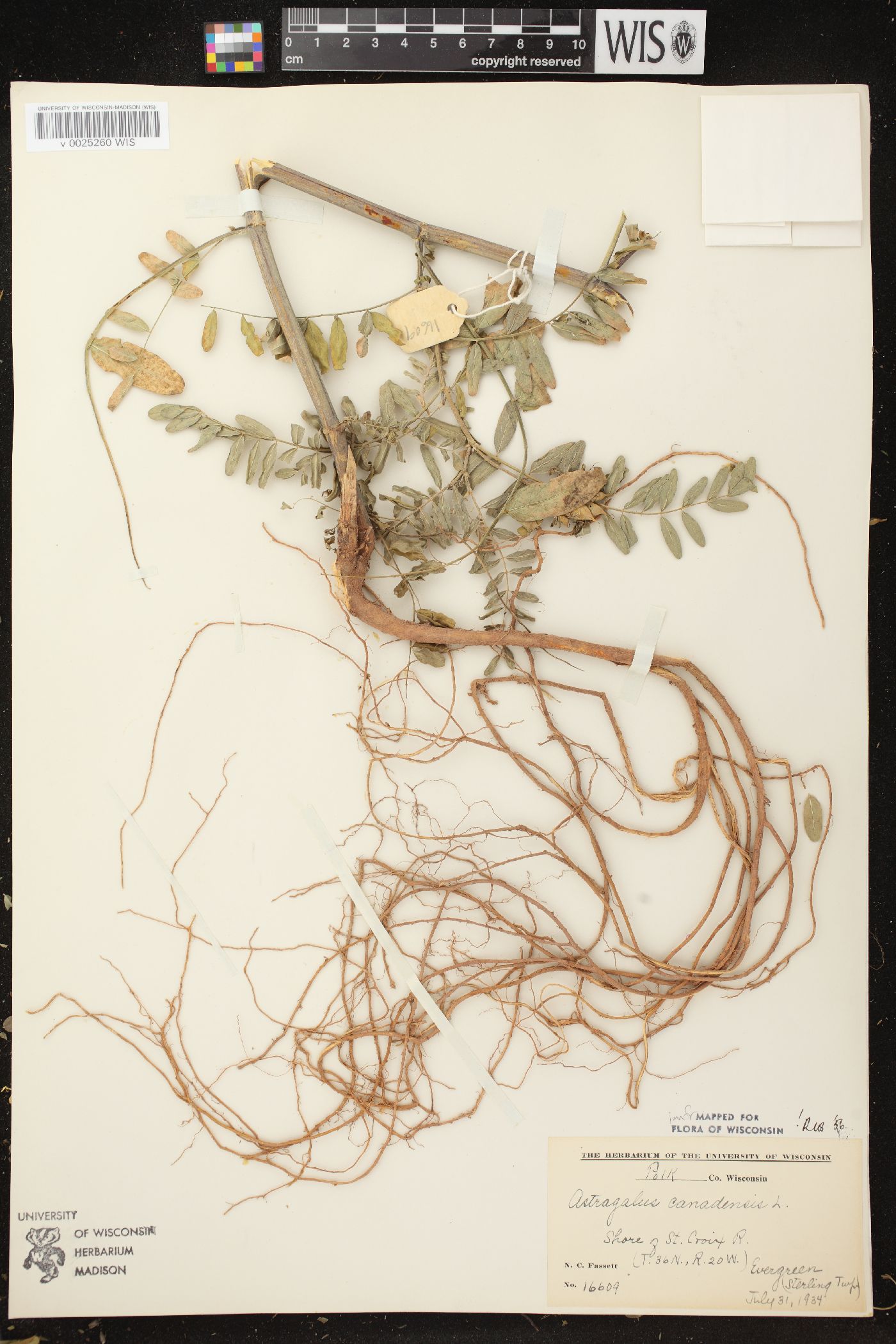 Astragalus canadensis var. canadensis image