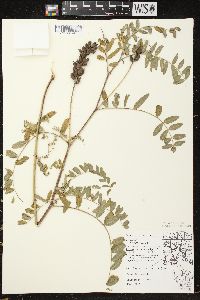 Astragalus canadensis var. canadensis image