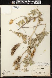 Astragalus canadensis var. canadensis image