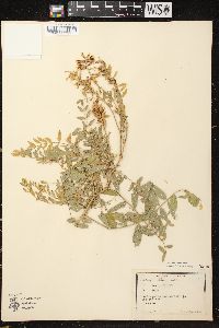 Astragalus canadensis image