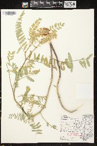 Astragalus canadensis var. canadensis image