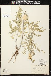 Astragalus canadensis var. canadensis image