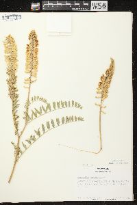 Astragalus canadensis image